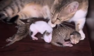 Illustration de l'article : Un jeune homme se bat jour et nuit pour nourrir son chaton à deux visages et refuse l'euthanasie qui lui est suggéré (vidéo)