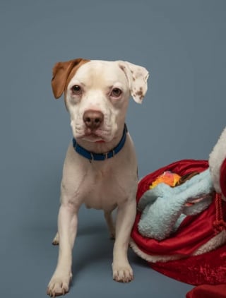 Illustration de l'article : Ils découvrent que le chien abandonné devant leur clinique est pucé, mais leurs espoirs s’envolent lorsqu’ils tentent de joindre le maître