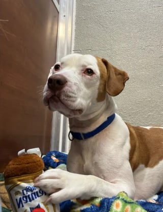 Illustration de l'article : Ils découvrent que le chien abandonné devant leur clinique est pucé, mais leurs espoirs s’envolent lorsqu’ils tentent de joindre le maître