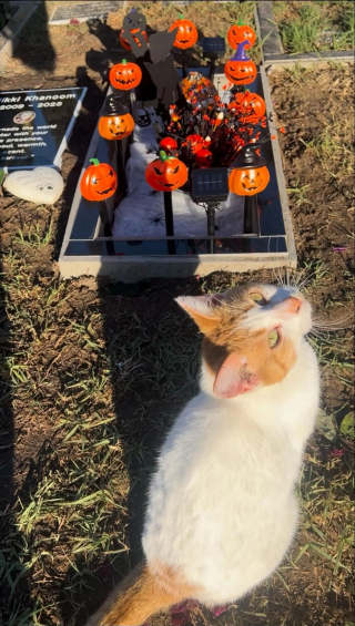 Illustration de l'article : « On n'était plus tristes », une famille endeuillée fait une rencontre réconfortante sur la tombe de leur chatte disparue (vidéo)