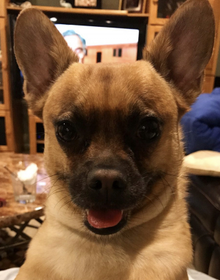 Illustration de l'article : Elle cherchait son chien partout dans la maison et le d&eacute;couvre finalement dans une cachette compl&egrave;tement rat&eacute;e (vid&eacute;o)