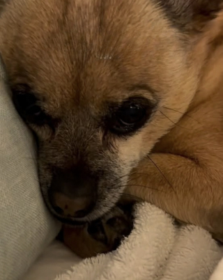 Illustration de l'article : Elle cherchait son chien partout dans la maison et le d&eacute;couvre finalement dans une cachette compl&egrave;tement rat&eacute;e (vid&eacute;o)