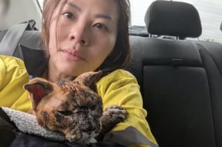 Illustration de l'article : « Elle s'est battue pour s'en sortir », un incendie ravage sa maison, mais son chat brûlé trouve la force de vivre (vidéo)