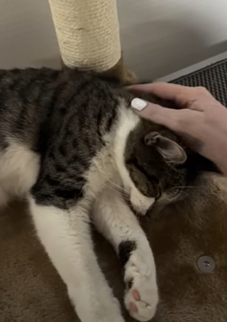 Illustration de l'article : Cette chatte qui a attendu 2 ans au refuge poss&egrave;de d&eacute;sormais sa propre chambre dans le foyer de ses r&ecirc;ves (vid&eacute;o)