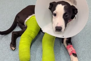 Illustration de l'article : Les pattes cass&eacute;es lors d'un accident et abandonn&eacute; par sa famille, un chiot entrevoit l'espoir gr&acirc;ce &agrave; une association et une op&eacute;ration complexe