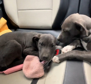 Illustration de l'article : En apercevant une chienne et ses 2 chiots au bord de la route, une automobiliste ressent "un besoin irr&eacute;sistible de faire demi-tour"