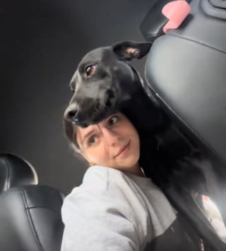 Illustration de l'article : En apercevant une chienne et ses 2 chiots au bord de la route, une automobiliste ressent "un besoin irr&eacute;sistible de faire demi-tour"