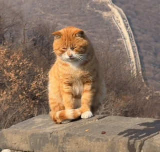Illustration de l'article : Des touristes en visite &agrave; la Grande Muraille de Chine tombent sous le charme d'un chat bien d&eacute;cid&eacute; &agrave; &eacute;clipser le monument (vid&eacute;o)