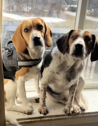 Illustration de l'article : Elle accueille un chien aveugle pour l&rsquo;aider &agrave; trouver une famille, mais son autre toutou en d&eacute;cide autrement (vid&eacute;o)