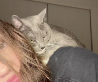 Illustration de l'article : Un chat gris montre son incroyable attachement pour son arri&egrave;re-grand-p&egrave;re en faisant de ses &eacute;paules son endroit pr&eacute;f&eacute;r&eacute; (vid&eacute;o)