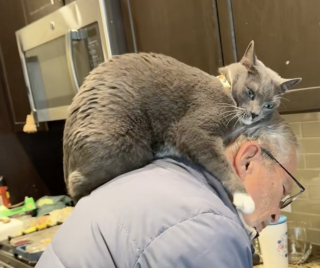 Illustration de l'article : Un chat gris montre son incroyable attachement pour son arri&egrave;re-grand-p&egrave;re en faisant de ses &eacute;paules son endroit pr&eacute;f&eacute;r&eacute; (vid&eacute;o)