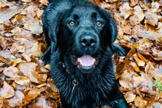 Illustration de l'article : &laquo; C&rsquo;est bien plus qu&rsquo;un simple chien &raquo;, ils choisissent de reporter leur mariage pour se consacrer aux soins de leur compagnon malade