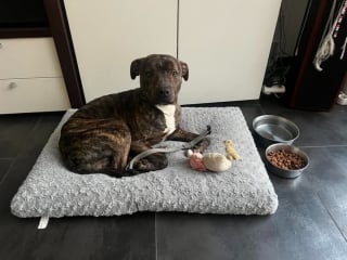 Illustration de l'article : Déprimé en fourrière, ce chien à l'adoption cherche « quelqu’un qui lui redonnera une raison de se lever » (vidéo)