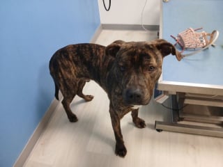 Illustration de l'article : Déprimé en fourrière, ce chien à l'adoption cherche « quelqu’un qui lui redonnera une raison de se lever » (vidéo)