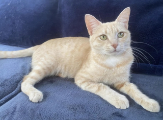 Illustration de l'article : Un couple endeuill&eacute; accueille provisoirement une chatte dans le besoin, mais comprend rapidement qu'il ne pourra plus jamais imaginer la vie sans elle