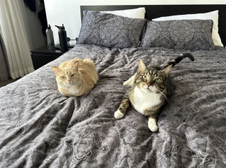 Illustration de l'article : Un couple endeuill&eacute; accueille provisoirement une chatte dans le besoin, mais comprend rapidement qu'il ne pourra plus jamais imaginer la vie sans elle