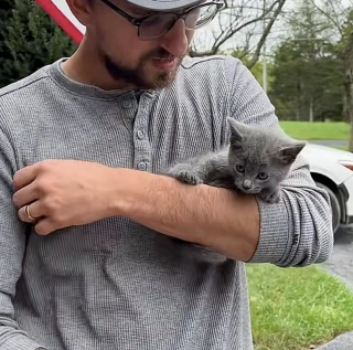 Illustration de l'article : &laquo; J&rsquo;ai su que nos vies venaient de basculer &raquo;, un chaton errant tente sa chance aupr&egrave;s d'un couple et ne regrette pas son choix
