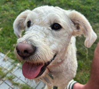 Illustration de l'article : Introuvable depuis 3 jours, cette chienne de th&eacute;rapie aim&eacute;e des &eacute;coliers r&eacute;appara&icirc;t &agrave; 50 kilom&egrave;tres de chez elle dans des circonstances assez floues