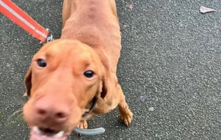 Illustration de l'article : Une association venue au secours d'un chiot squelettique dans un enclos apprend qu'il a &eacute;t&eacute; vol&eacute; 2 mois plus t&ocirc;t