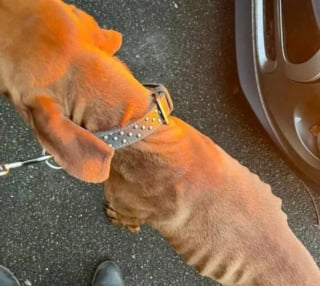 Illustration de l'article : Une association venue au secours d'un chiot squelettique dans un enclos apprend qu'il a &eacute;t&eacute; vol&eacute; 2 mois plus t&ocirc;t