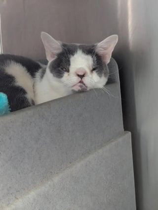 Illustration de l'article : Abandonn&eacute; car "diff&eacute;rent", le visage singulier de ce chat interpelle une &acirc;me bienveillante pr&ecirc;te &agrave; lui offrir la vie qu'il m&eacute;rite