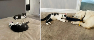 Illustration de l'article : Abandonn&eacute; car "diff&eacute;rent", le visage singulier de ce chat interpelle une &acirc;me bienveillante pr&ecirc;te &agrave; lui offrir la vie qu'il m&eacute;rite