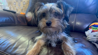 Illustration de l'article : Introduit clandestinement puis saisi &agrave; la fronti&egrave;re, un chiot de 7 semaines retrouve l&rsquo;espoir apr&egrave;s 26 heures d&rsquo;un voyage &eacute;prouvant (vid&eacute;o)