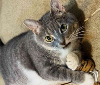 Illustration de l'article : Seule dans un appartement pendant plusieurs mois, cette chatte &eacute;dent&eacute;e red&eacute;couvre le bonheur d'&ecirc;tre aim&eacute;e par une famille