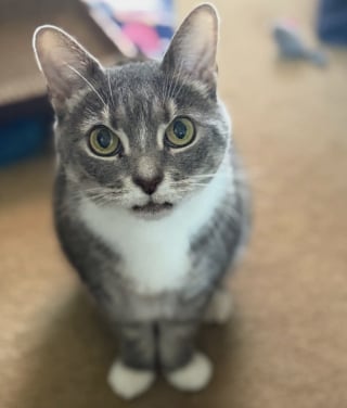 Illustration de l'article : Seule dans un appartement pendant plusieurs mois, cette chatte &eacute;dent&eacute;e red&eacute;couvre le bonheur d'&ecirc;tre aim&eacute;e par une famille