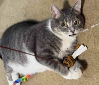 Illustration de l'article : Seule dans un appartement pendant plusieurs mois, cette chatte &eacute;dent&eacute;e red&eacute;couvre le bonheur d'&ecirc;tre aim&eacute;e par une famille