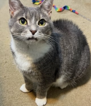 Illustration de l'article : Seule dans un appartement pendant plusieurs mois, cette chatte &eacute;dent&eacute;e red&eacute;couvre le bonheur d'&ecirc;tre aim&eacute;e par une famille
