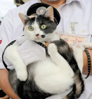 Illustration de l'article : Cette ligne de train allait fermer, des chats l'ont sauv&eacute;e de la faillite en g&eacute;n&eacute;rant des millions d'euros