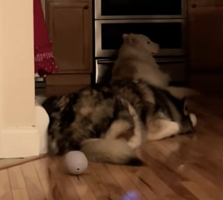 Illustration de l'article : « Il n’a jamais vécu dans une maison », un chien découvre tout de la vie de famille et trouve du réconfort dans un objet insolite (vidéo)