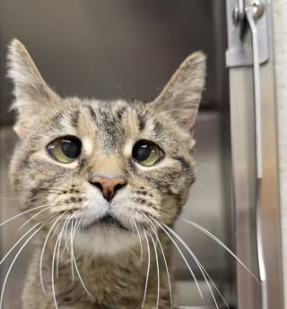 Illustration de l'article : « Que quelqu’un l’adopte, s’il vous plaît », abandonnée à 18 ans après un déménagement, cette chatte avec un strabisme rêve d'une seconde chance (vidéo)