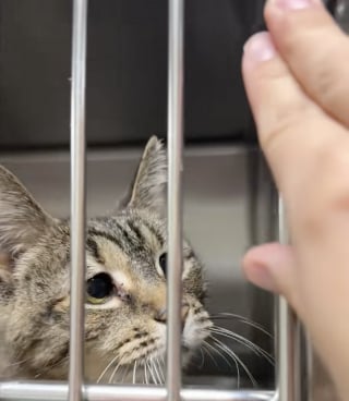 Illustration de l'article : « Que quelqu’un l’adopte, s’il vous plaît », abandonnée à 18 ans après un déménagement, cette chatte avec un strabisme rêve d'une seconde chance (vidéo)