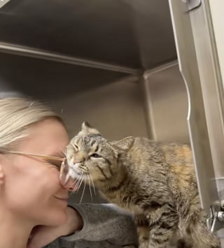 Illustration de l'article : « Que quelqu’un l’adopte, s’il vous plaît », abandonnée à 18 ans après un déménagement, cette chatte avec un strabisme rêve d'une seconde chance (vidéo)