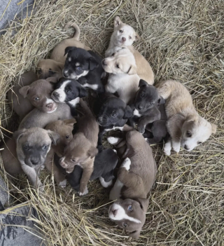Illustration de l'article : &laquo; C&rsquo;&eacute;tait d&eacute;chirant de les voir tous &raquo;, une factrice d&eacute;couvre 16 chiots seuls dans les bois et appelle les secours (vid&eacute;o)