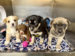 Illustration de l'article : &laquo; C&rsquo;&eacute;tait d&eacute;chirant de les voir tous &raquo;, une factrice d&eacute;couvre 16 chiots seuls dans les bois et appelle les secours (vid&eacute;o)