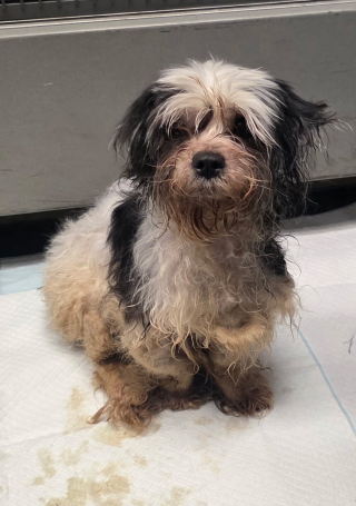 Illustration de l'article : Un appel inattendu relance l’espoir chez la famille d'une chienne qui ne donnait plus signe de vie depuis un an