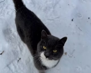 Illustration de l'article : Le coeur bris&eacute; en voyant un chat abandonn&eacute; dans la neige, ils le recueillent et adressent un message &agrave; son propri&eacute;taire (vid&eacute;o)