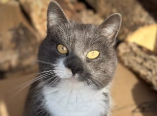 Illustration de l'article : Le coeur bris&eacute; en voyant un chat abandonn&eacute; dans la neige, ils le recueillent et adressent un message &agrave; son propri&eacute;taire (vid&eacute;o)