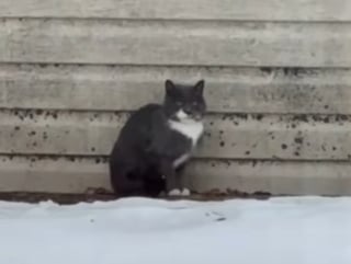 Illustration de l'article : Le coeur bris&eacute; en voyant un chat abandonn&eacute; dans la neige, ils le recueillent et adressent un message &agrave; son propri&eacute;taire (vid&eacute;o)