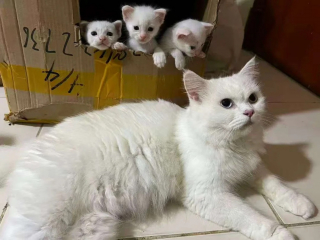 Illustration de l'article : Il offre l'hospitalit&eacute; &agrave; une chatte errante sans se douter de son quintuple secret qu'elle r&eacute;v&egrave;le 2 jours plus tard