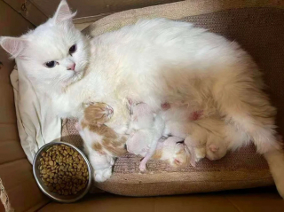 Illustration de l'article : Il offre l'hospitalit&eacute; &agrave; une chatte errante sans se douter de son quintuple secret qu'elle r&eacute;v&egrave;le 2 jours plus tard