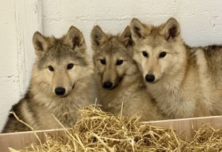 Illustration de l'article : Errant dans les rues, ces 3 grands "Bergers Allemands" possèdent près de 50 % de sang de loup