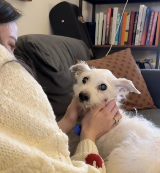 Illustration de l'article : Pour ses derniers instants sur Terre, des parents d&rsquo;accueil offrent &agrave; un chien &acirc;g&eacute; une ultime preuve d&rsquo;amour bouleversante (vid&eacute;o)