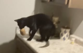 Illustration de l'article : Pour assouvir son étrange obsession, ce chat ingénieux n’hésite pas à escalader le plan de travail et à ouvrir les placards (vidéo)