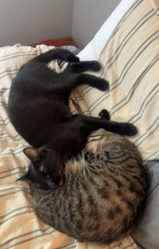 Illustration de l'article : Pour assouvir son étrange obsession, ce chat ingénieux n’hésite pas à escalader le plan de travail et à ouvrir les placards (vidéo)