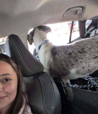 Illustration de l'article : Apr&egrave;s avoir &eacute;t&eacute; laiss&eacute; seul et attach&eacute; &agrave; un arbre, ce chien rencontre enfin des humains capables de l&rsquo;aimer