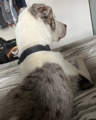 Illustration de l'article : Apr&egrave;s avoir &eacute;t&eacute; laiss&eacute; seul et attach&eacute; &agrave; un arbre, ce chien rencontre enfin des humains capables de l&rsquo;aimer